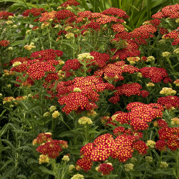 Millefolium 'Strawberry Seduction- Clusters of Long buy online plants and trees pixies