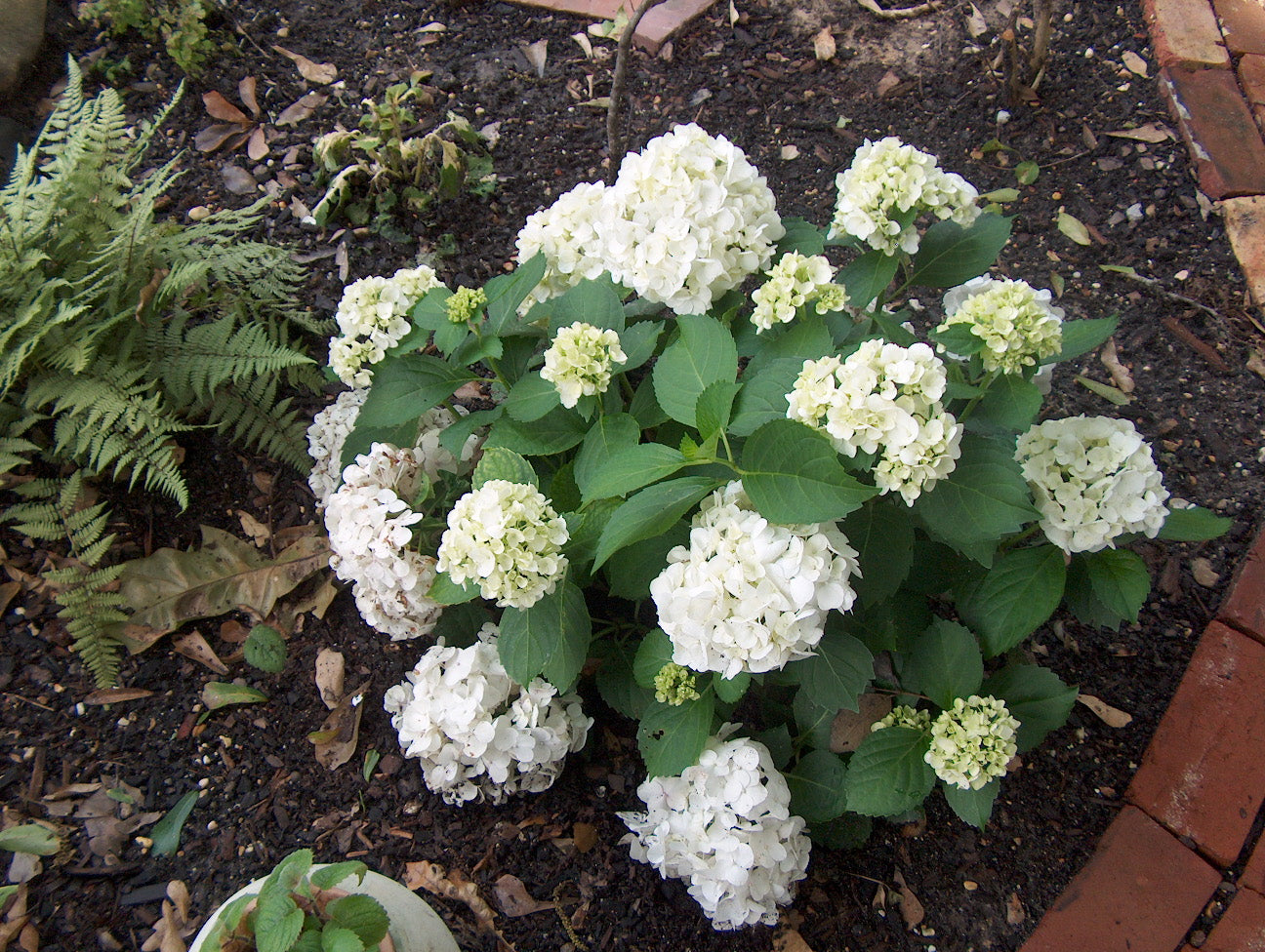 Image of Slender Hydrangea plant