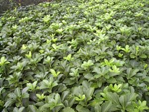 Green Sheen Japanese Spurge, Pachysandra terminalis 'Green Sheen