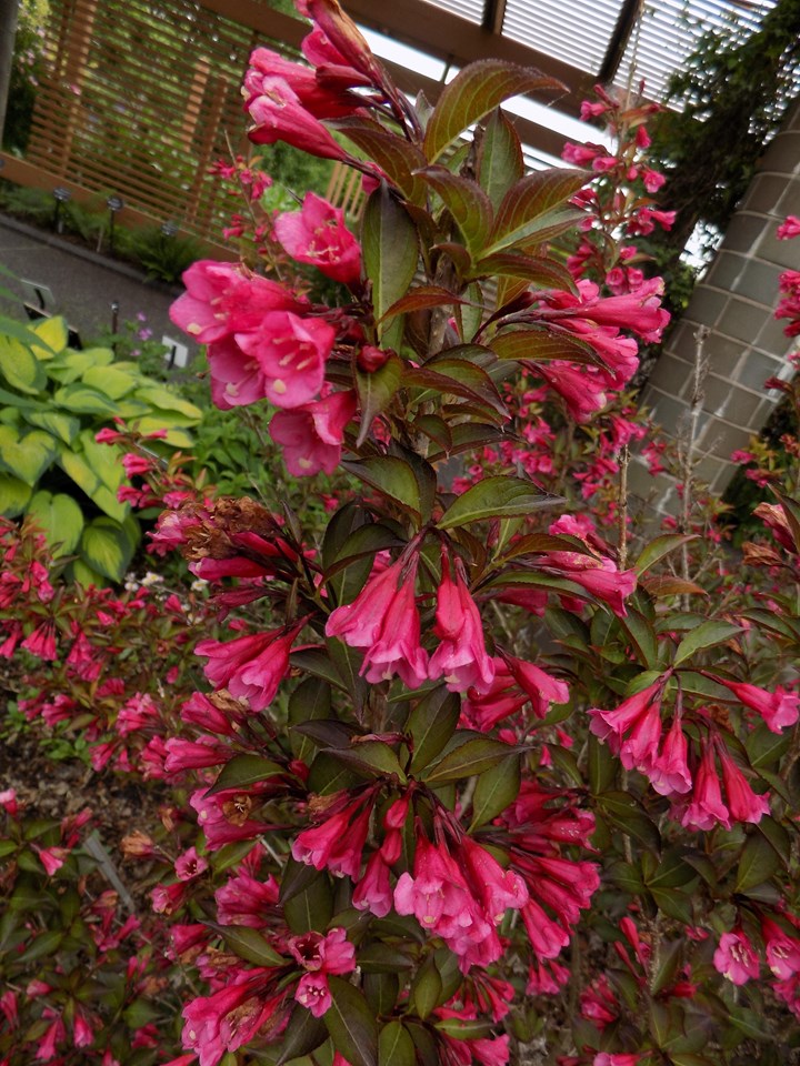 Image of Weigela alexandra shrub in fall foliage