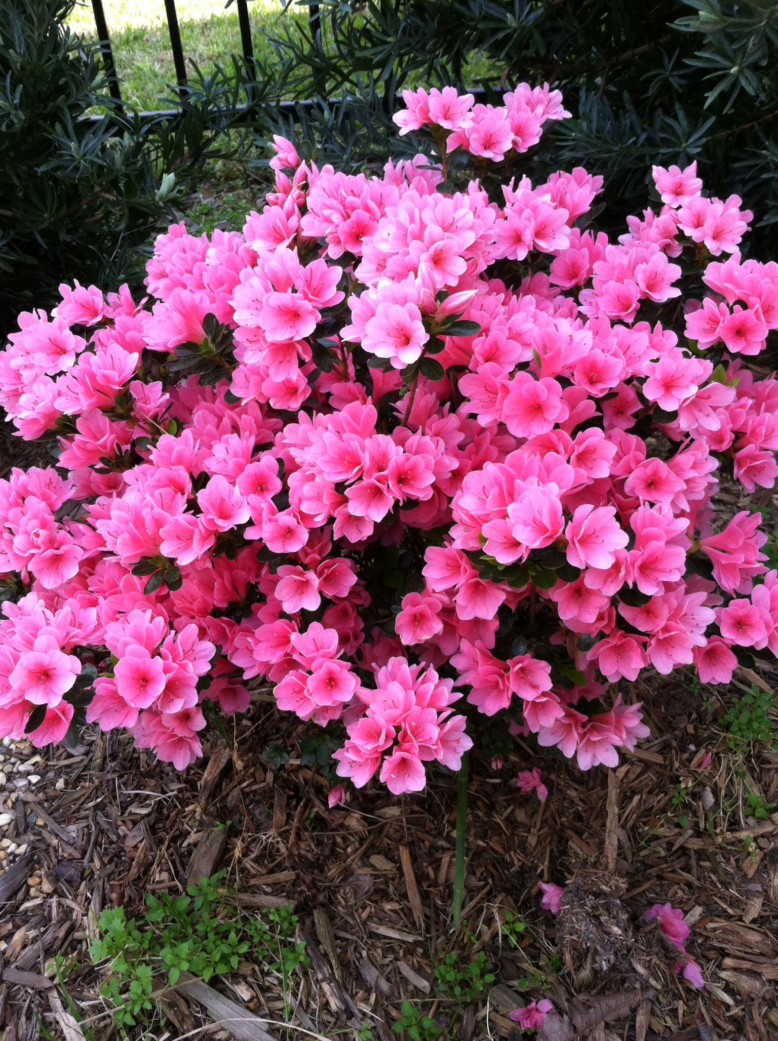 Image of Azaleas and coral bells