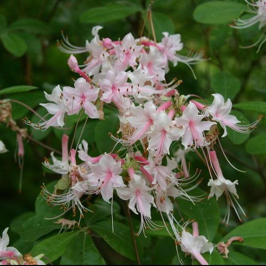 3 Gallon) Rhododendron ' Camillas Blush' Native Azalea, Fragrant, Gor -  Pixies Gardens