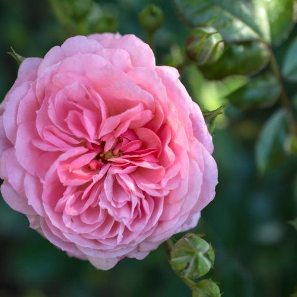 The Queen Elizabeth Rose, Buy online