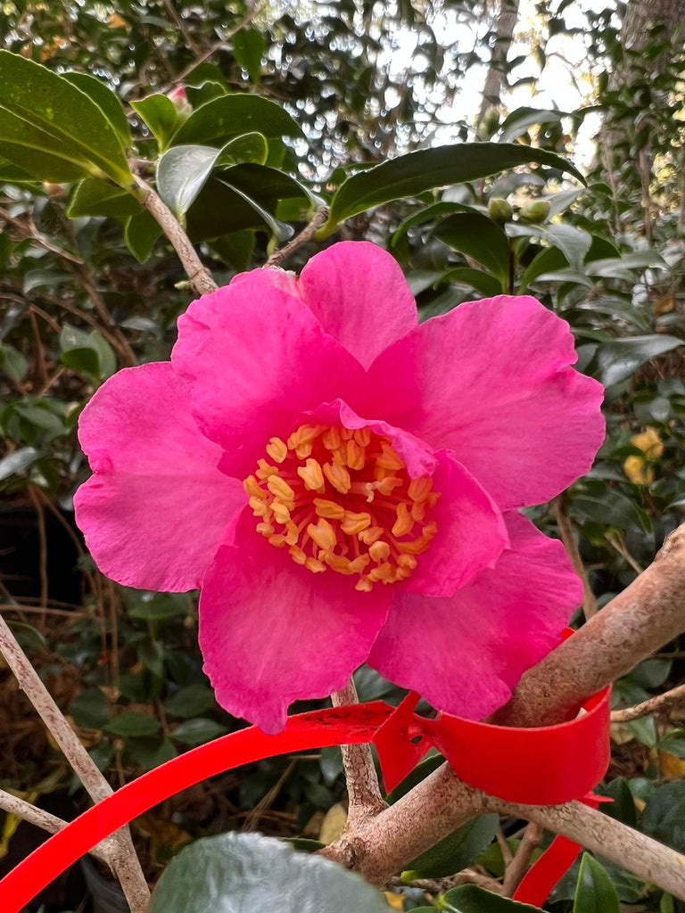 stocks 15 cavities rose with camellia