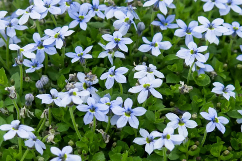 Pratia angulata - White Star Creeper (3.5 Pot)