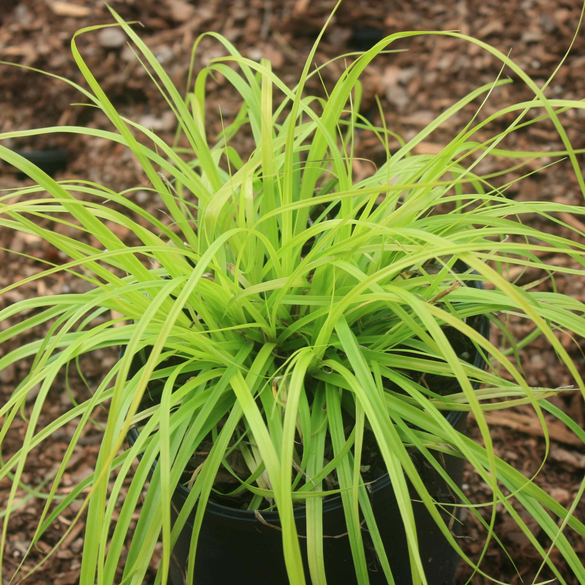 Осока Carex Appalachia