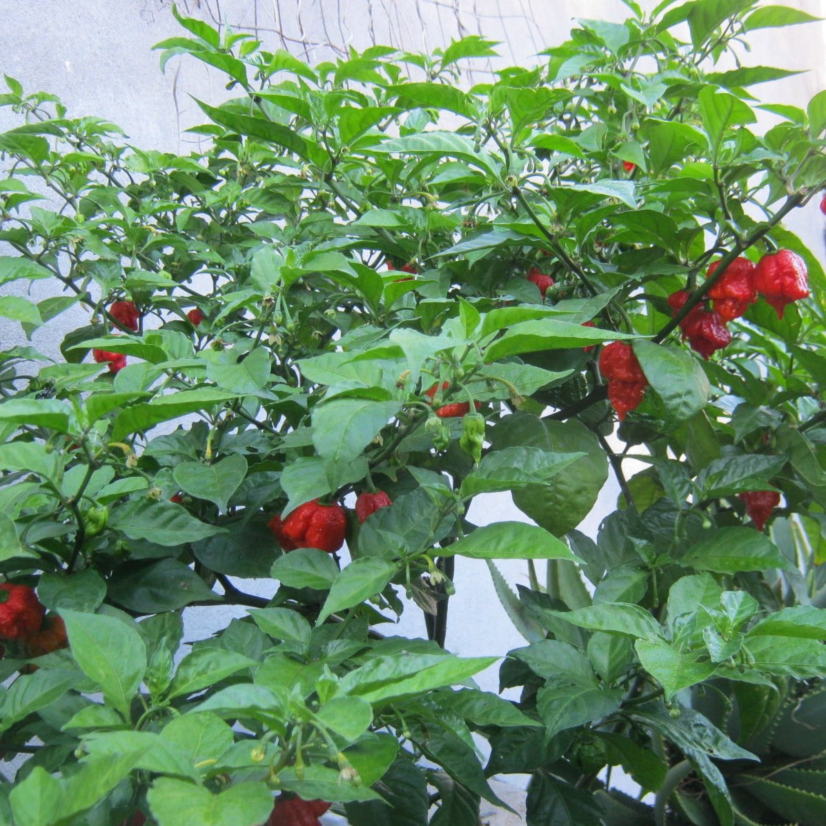 ghost pepper carolina reaper plant