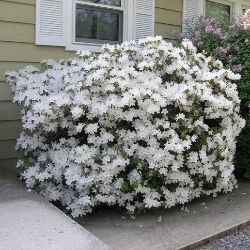 Delaware Valley White' Azalea- Dazzling Display of Lightly Fragranced -  Pixies Gardens