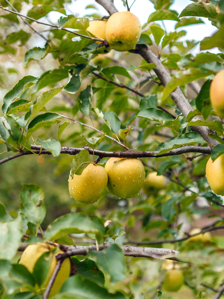 Dorsett Golden Apple Tree | The Dorsett Golden Apple Tree is a  self-pollinating dwarf tree that grows up to 10 feet tall. It thrives in  zones 5-9 and