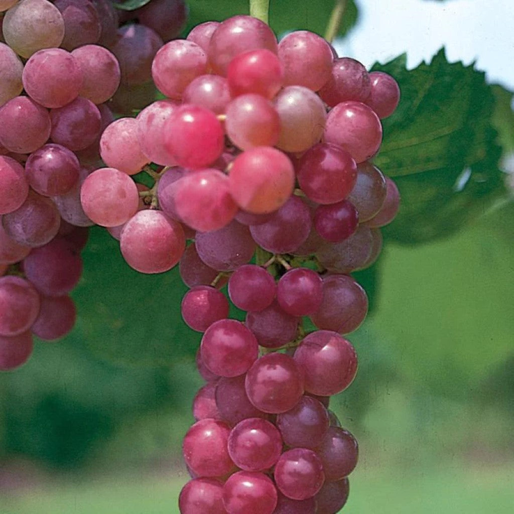 Thompson's Seedless Grapevines For Sale at Ty Ty Nursery