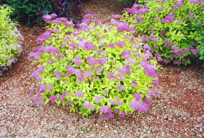 Image of Gold mound spirea plant