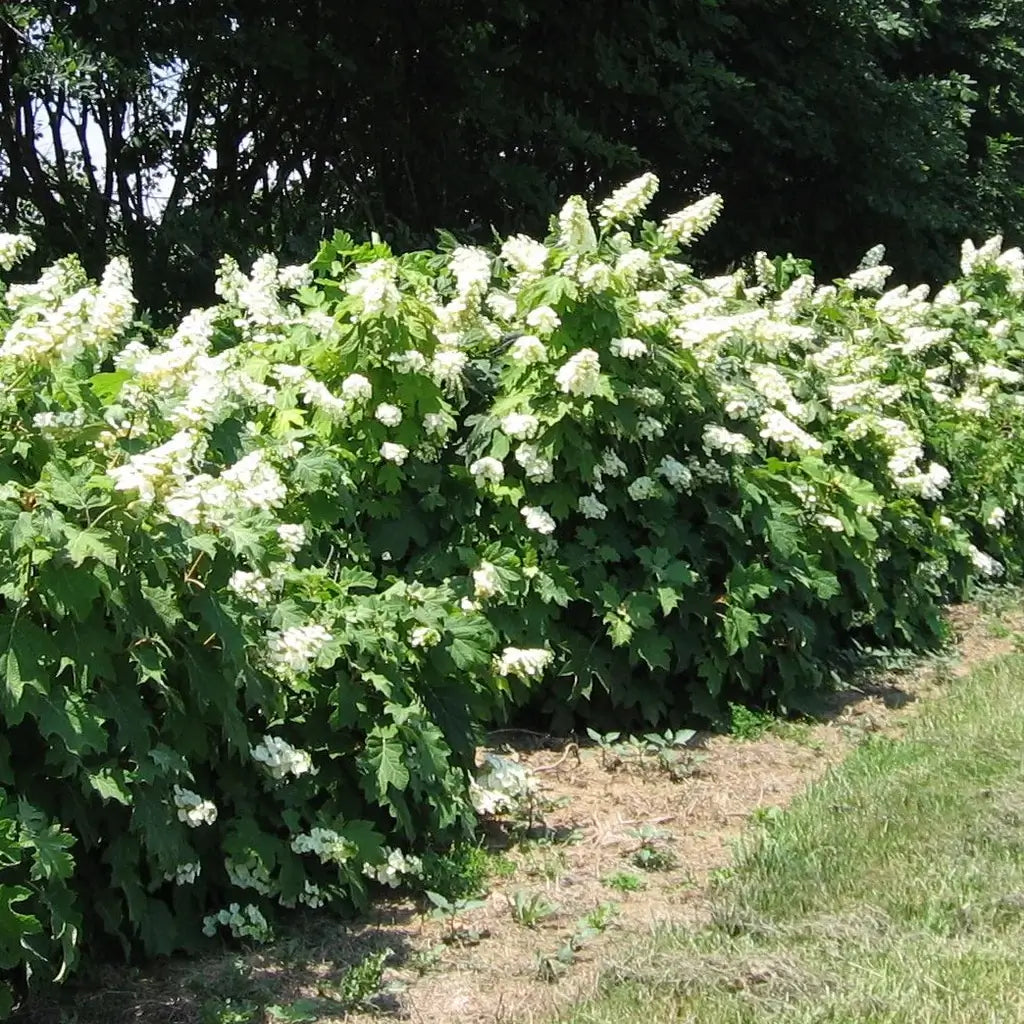 Image of Butterfly bushes and Oakleaf Hydrangeas