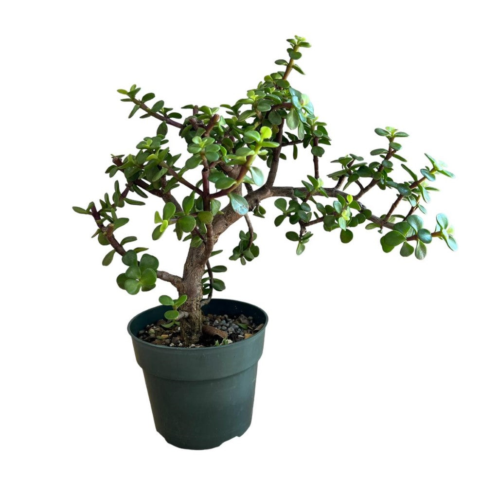 Live Plant: Art Ligustrum Privet Ceramic Pot buy online plants and trees at  pixies Gardens.