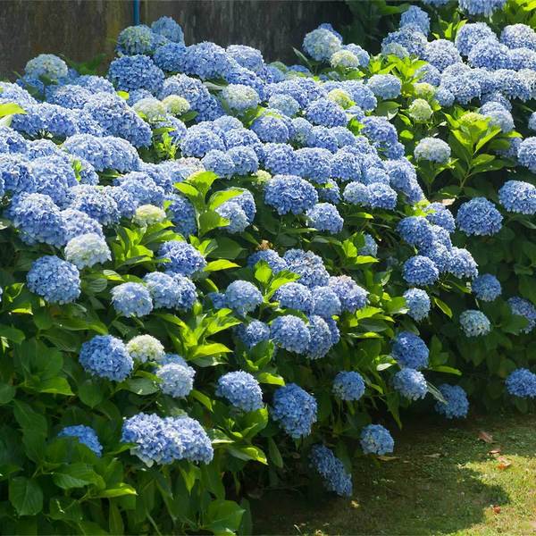 Image of Large bush of blue hydrangeas