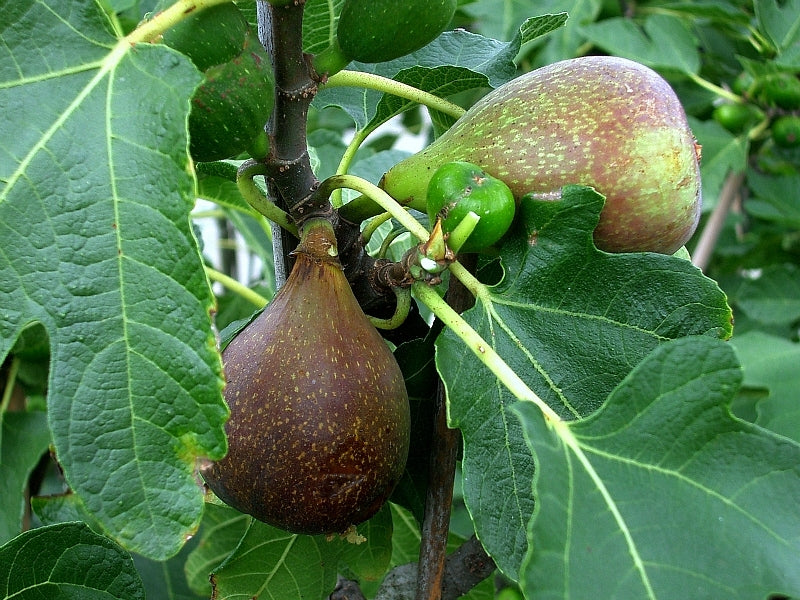 Greek Giant Honey Fig Tree ~25 Top Quality Seeds - HUGE Size