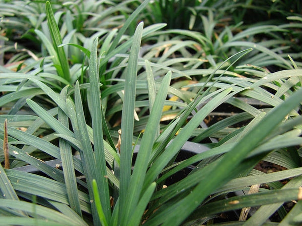 Buy Dwarf Mondo Grass Plants, FREE SHIPPING