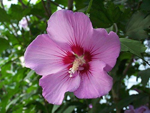 Buy Lady Stanley Althea Double Pink Plants & Trees Online