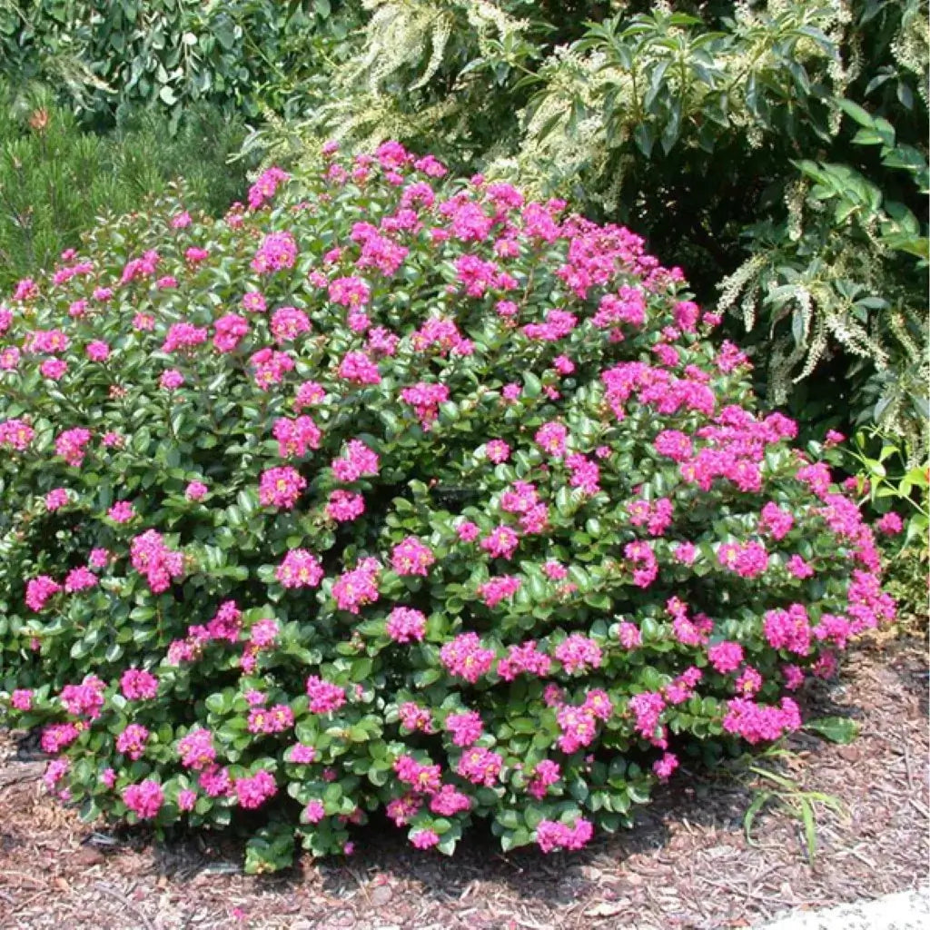 Lagerstroemia Dwarf Pink Crape Myrtle