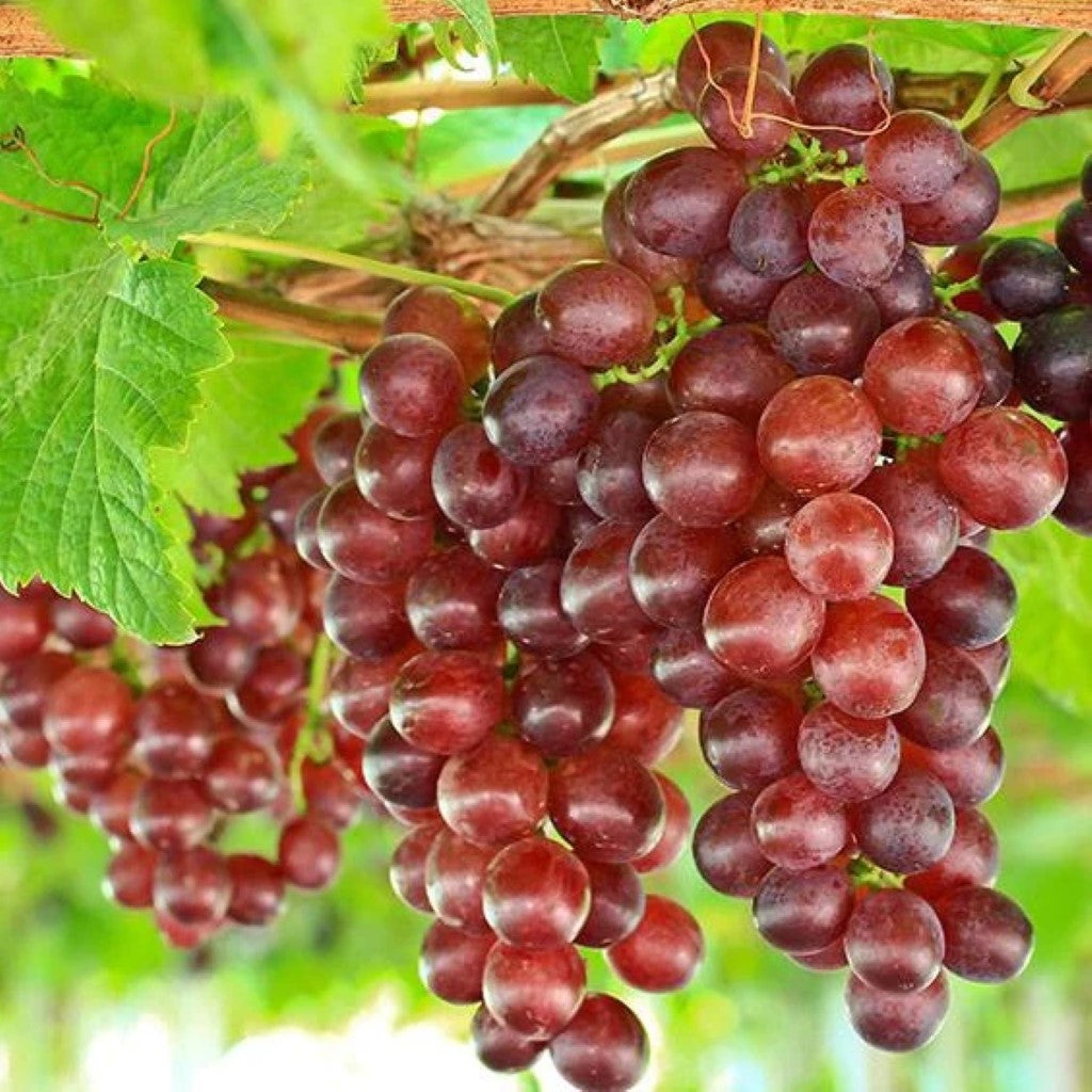 https://cdn.shopify.com/s/files/1/0260/0619/2212/products/RelianceRedSeedlessGrape_1024x1024.jpg?v=1667470203