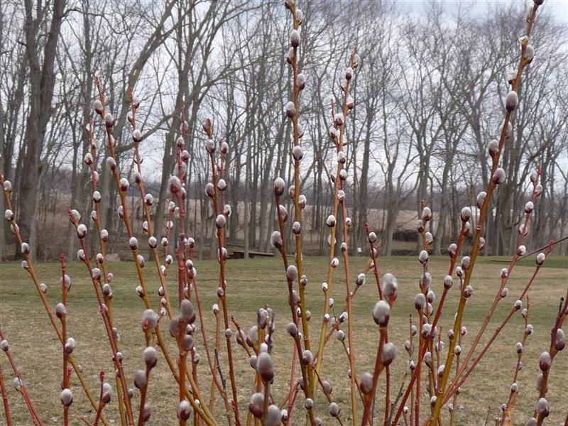 French Pussy Willow Large Upright Oval To Rounded Shrub Produces L Pixies Gardens 