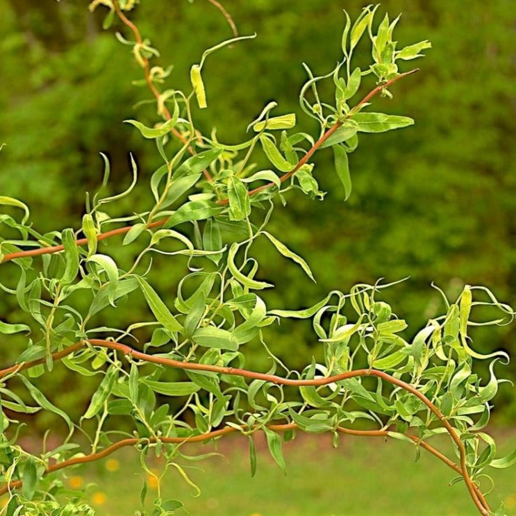 Curly Willow – Easy To Grow Bulbs