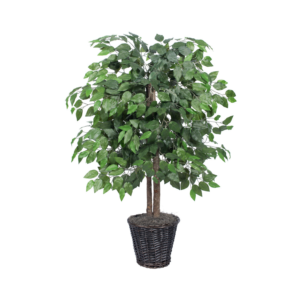 Plant : Ficus Bush buy online plants and trees at pixies Gardens.