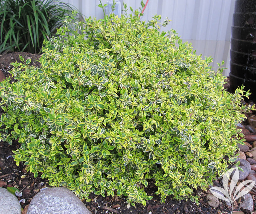 Peach Perfection® Abelia, Abelia x 'SRPabeper' PP #30,954