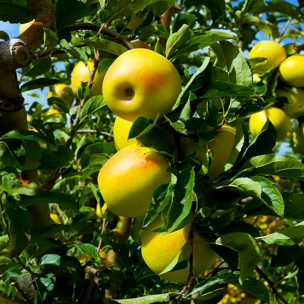 Garden & Grove 3 ft. Fuji Apple Tree with Expectional Fruit & Pollinating Capabilities