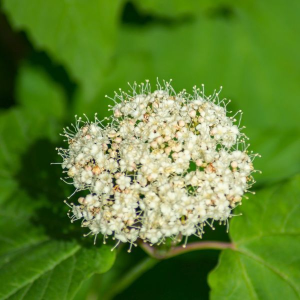 Glitters & Glows® - Arrowwood Viburnum - Viburnum dentatum var