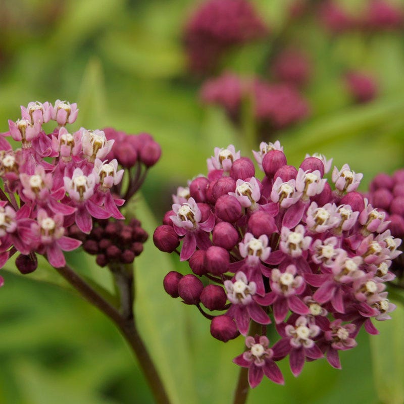 (1 Gallon) Cinderella' Swamp Milkweed- Fabulous rose pink flowers in ...