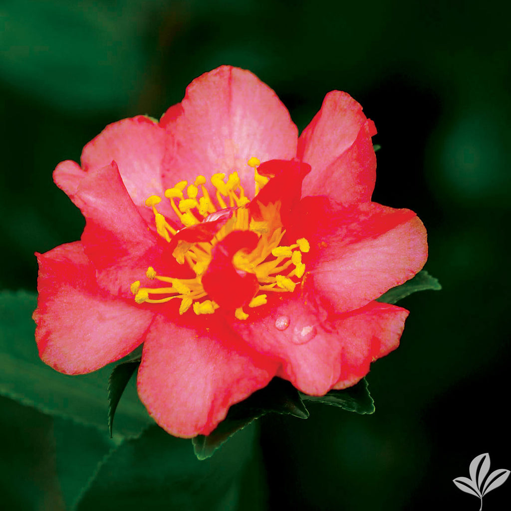 stocks 15 cavities rose with camellia