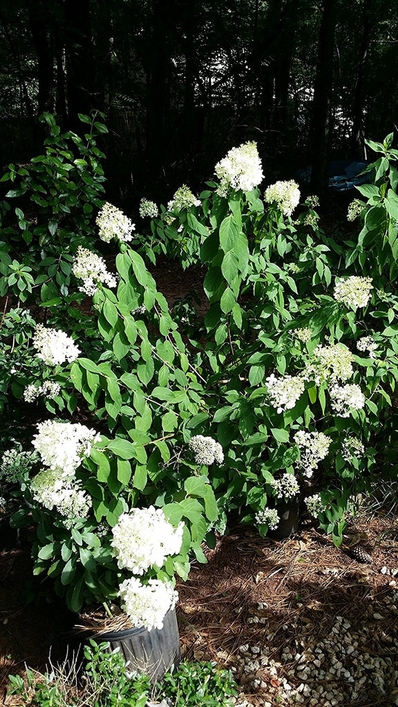 Baby Lace Panicle Hydrangea Hydrangea paniculata 'Piihp-1' BABY LACE®