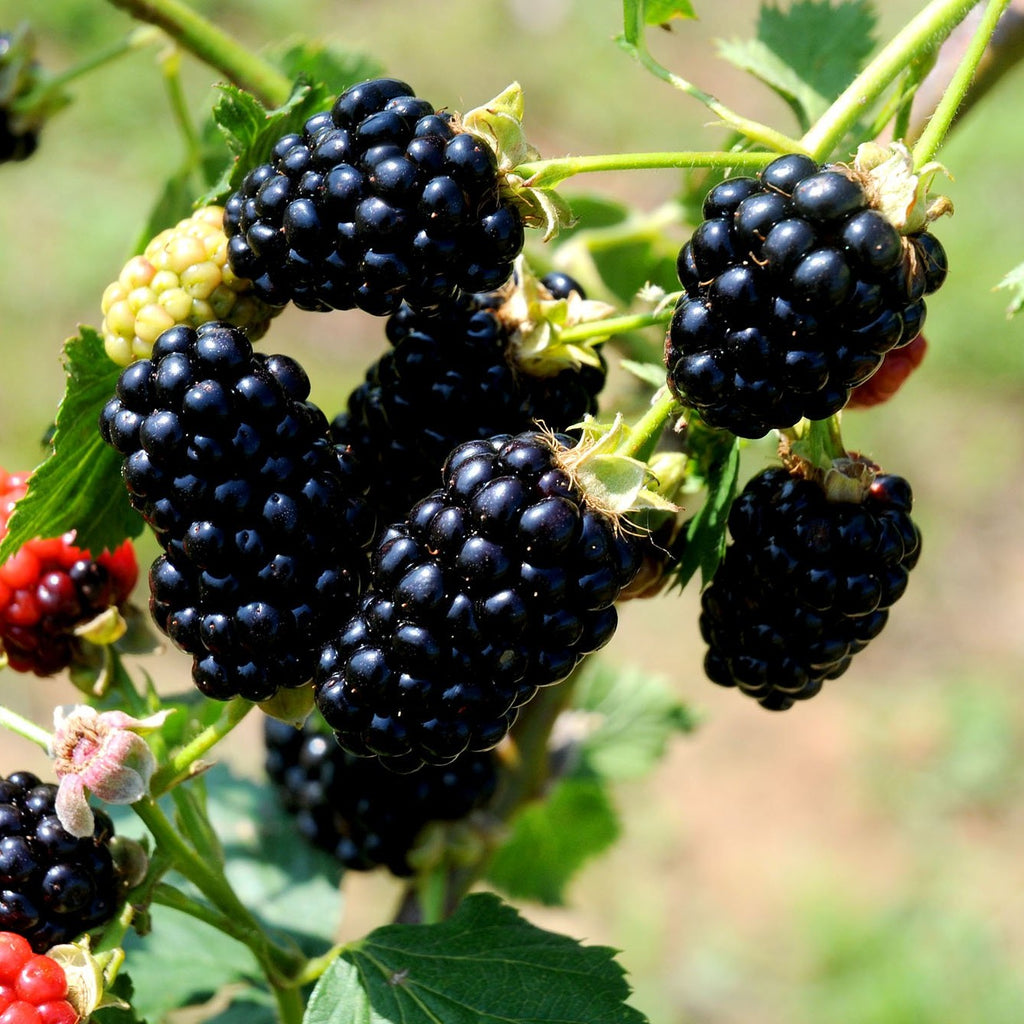 Ponca Blackberry Plant - Ison's Nursery & Vineyard