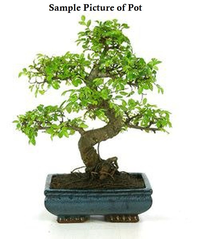 Bonsai Ficus (Live Plant)