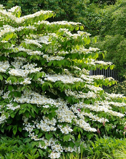 Image of Shasta viburnum shrub