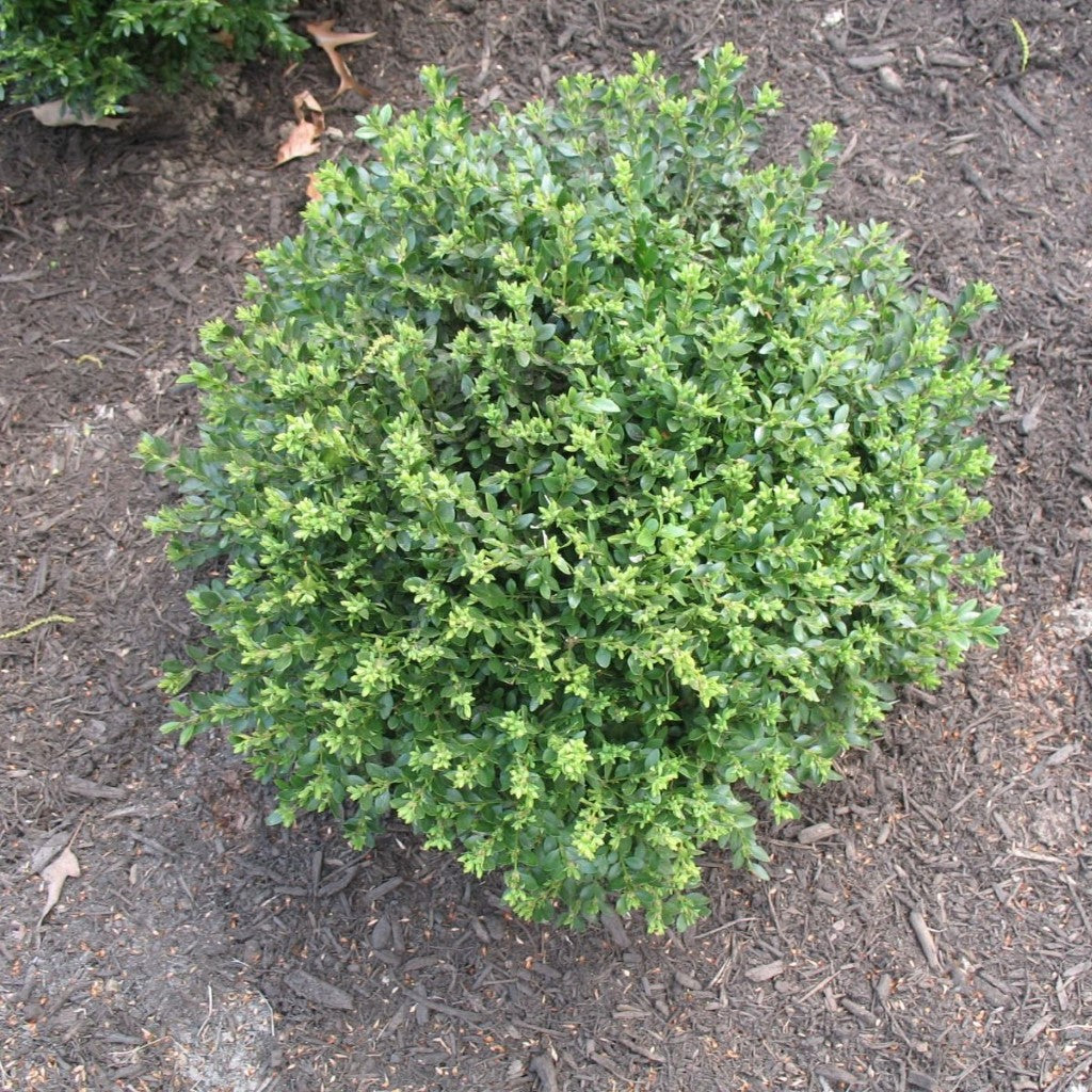 Image of Chicagoland green boxwood with butterflies