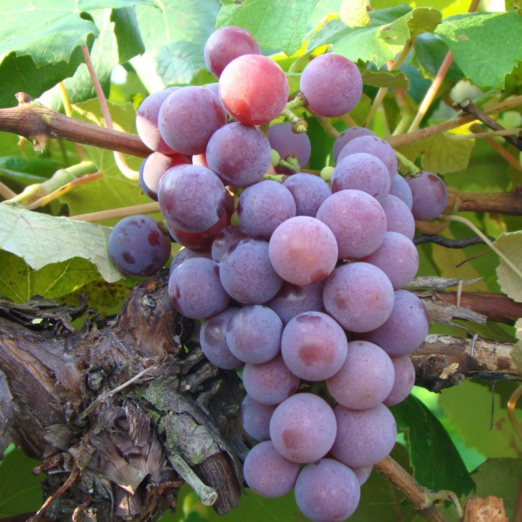 Flame Red Seedless Grape Vine buy online plants and trees at pixies Gardens.