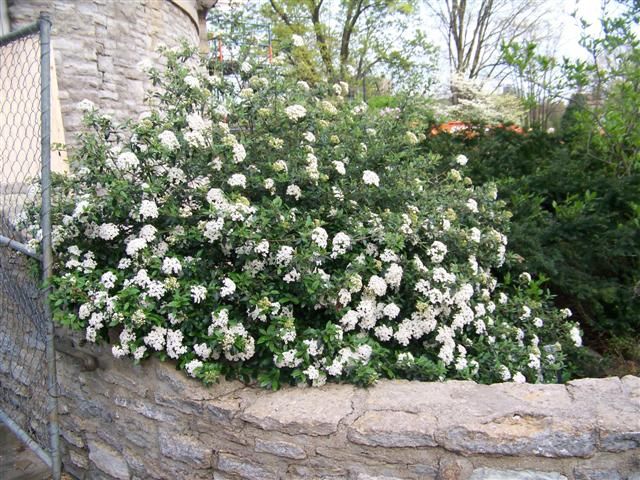 Viburnum Conoy Small Shrub Fragrant Flat Topped White Flowers Multi Pixies Gardens