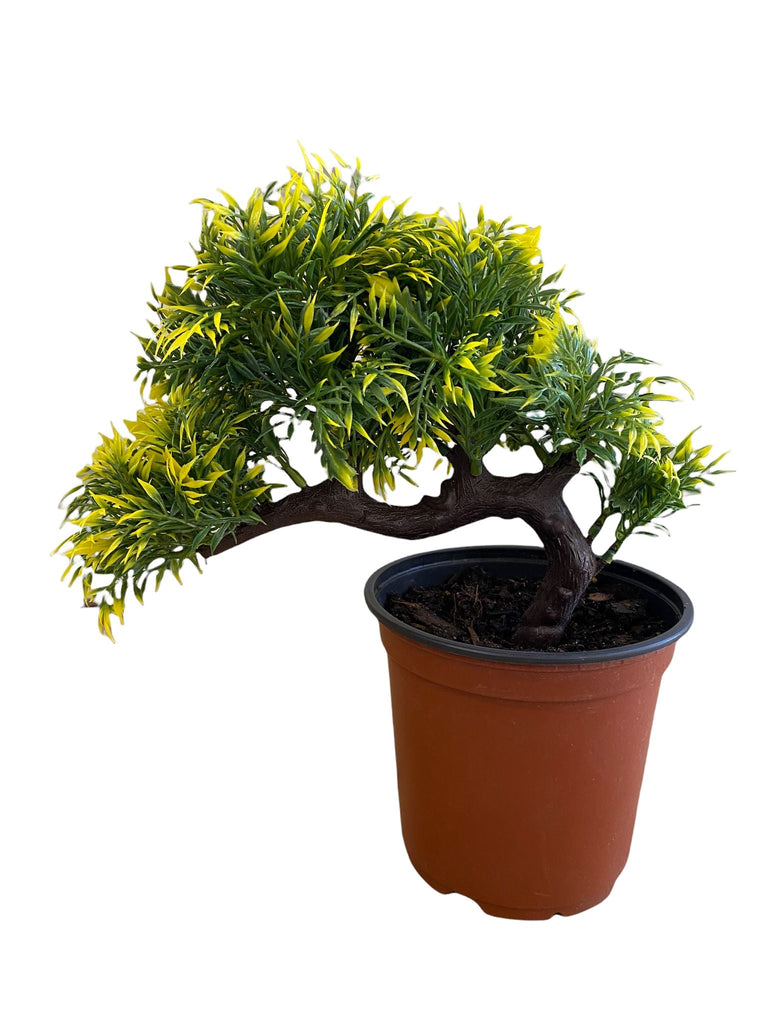 Artificial : Alluring Curved Sideways Bonsai buy online plants and trees at  pixies Gardens.