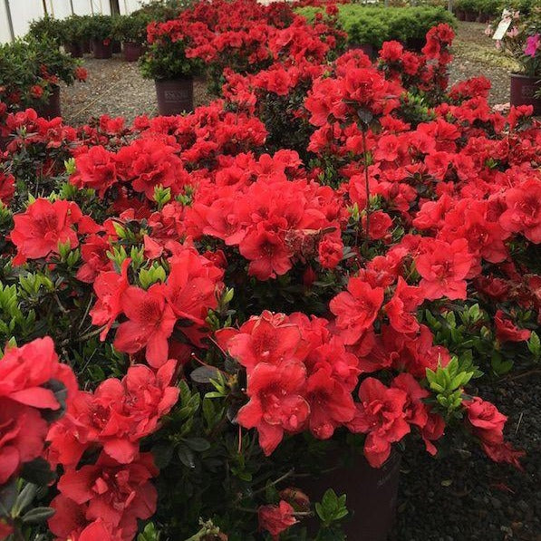 Autumn Fire Encore Azalea- Dwarf Azalea Packs a Powerful Punch of Rich -  Pixies Gardens