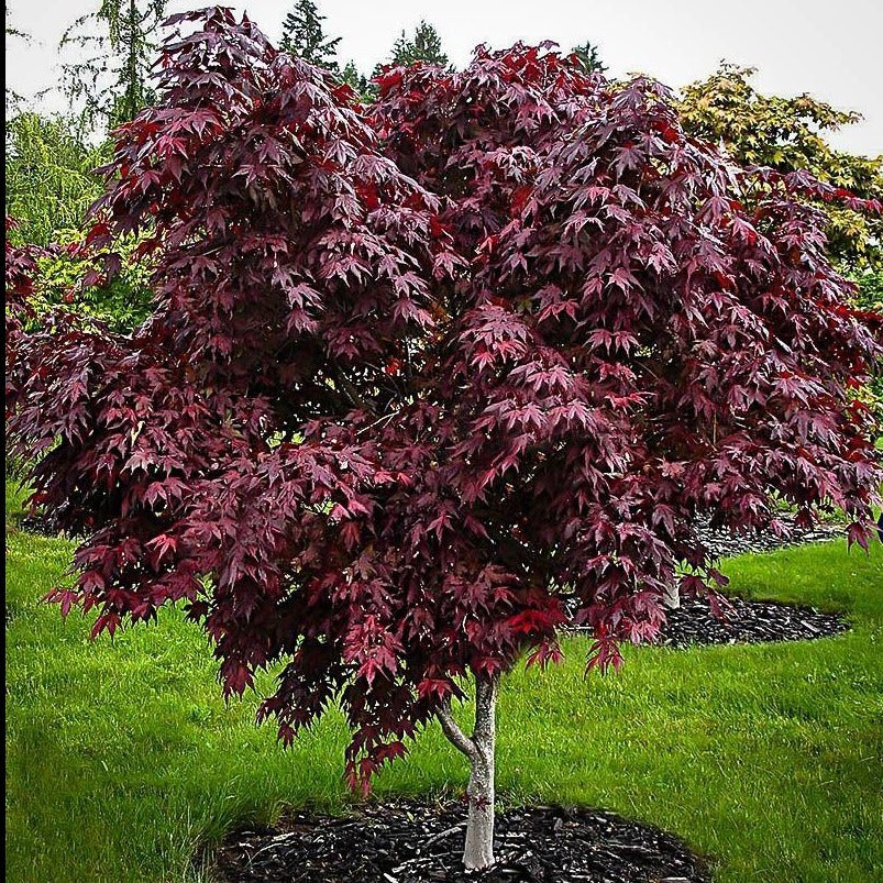 maple tree type