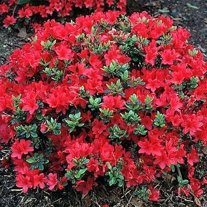 Hino-Crimson (Hybrid) Azalea - Pixies Gardens