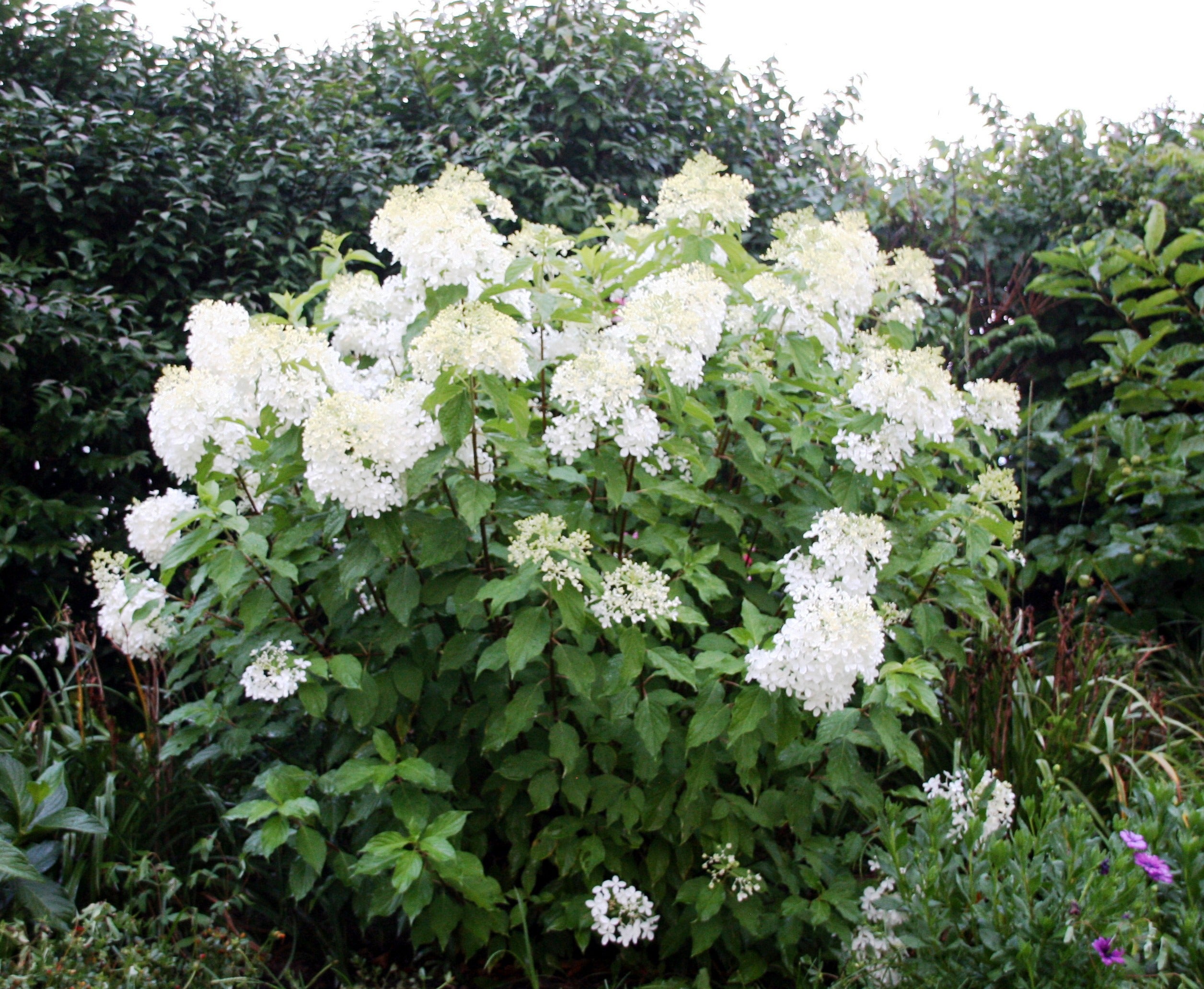 Image of Phantom Hydrangea shrub in a garden setting