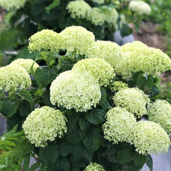 Image of Limetta Hydrangea in a garden setting