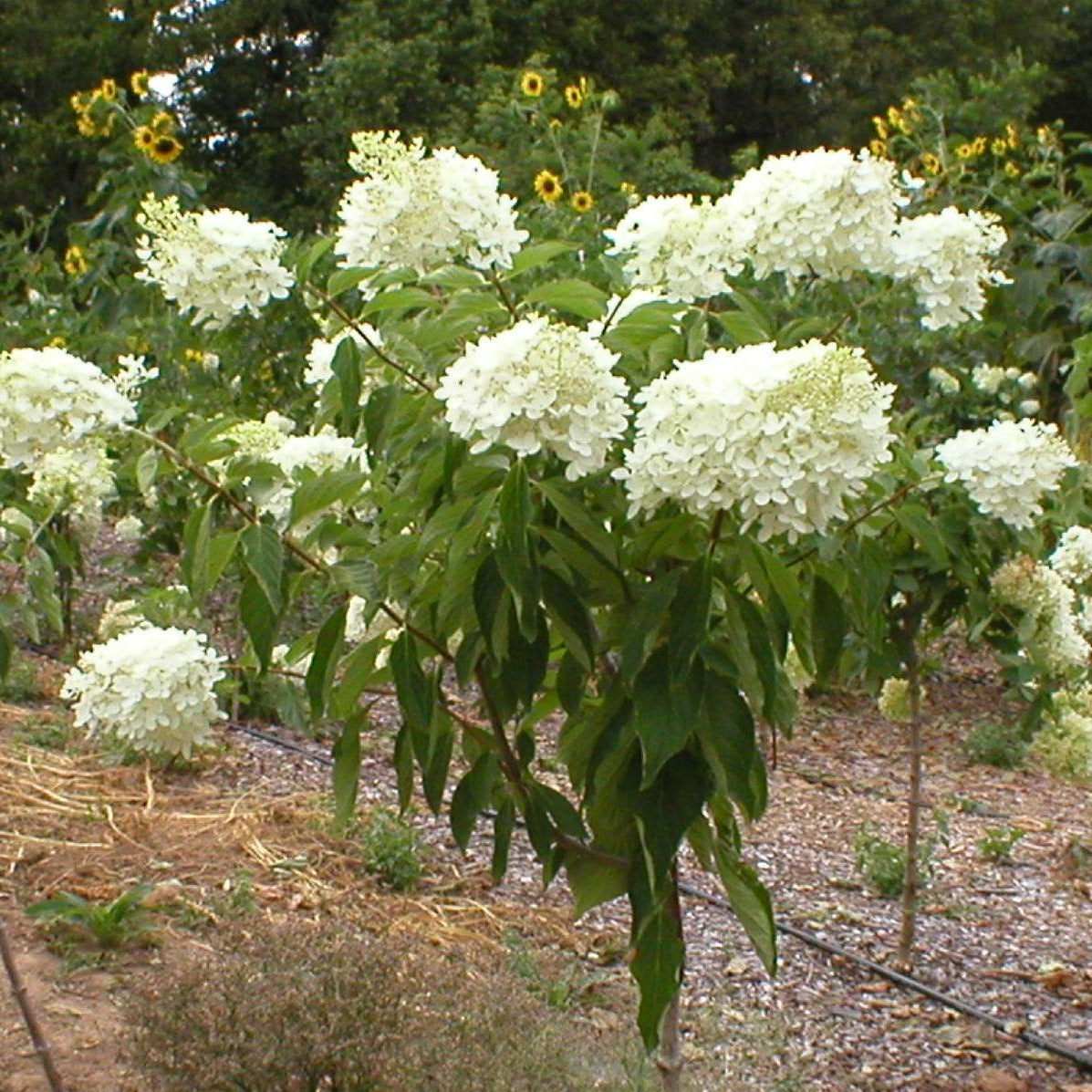 Image of Pee Gee hydrangea in garden setting