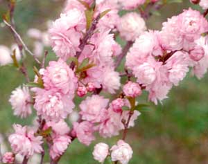 Image of Flowering almond bush image 4