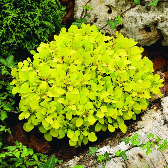 Buy Chrysogonum Green and Gold, FREE SHIPPING