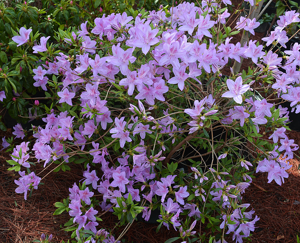 Poukhanense Azalea|Pixies Gardens' Poukhanense Azalea is an evergreen shrub  that grows up to 6 feet tall and wide. It is grown in zones 6-9 and