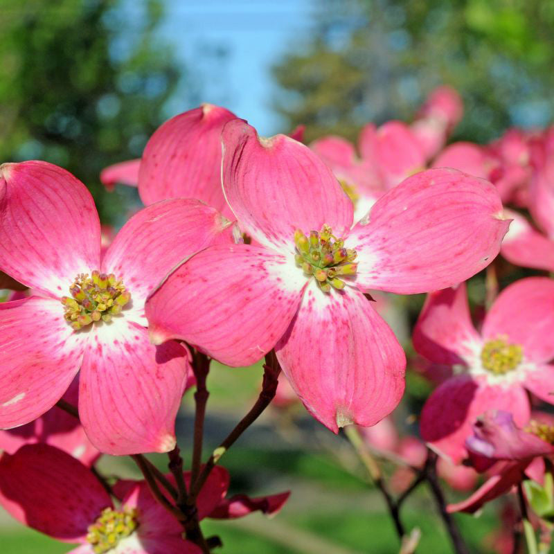 where are dogwood trees found