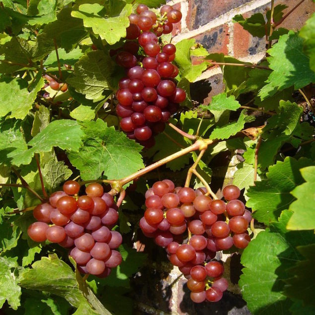 Red Flame Bunch Grape Vine
